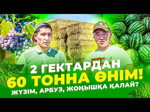 Видео: 10 гектар жерден 200 млн тг табуға бола ма? Жүзім егу әдісі. Қарбыз өсіру. Жоңышқа егу тәсілдері.