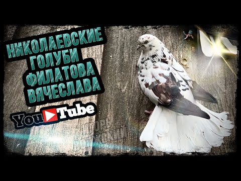 Видео: Николаевские голуби Филатова Вячеслава. Декабрь 2021. тел 8 (927) 689-92-89   г.Самара