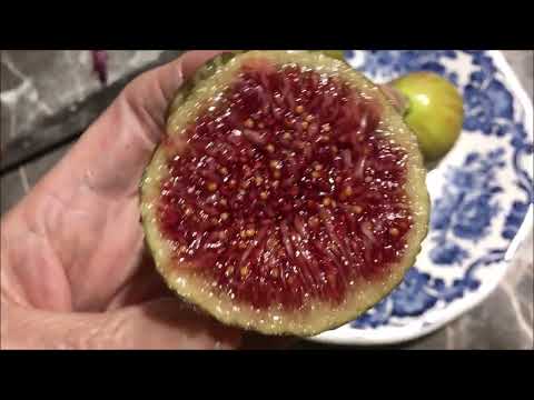 Видео: Ficus Carica. Figs. Saint Francisco. Golden Rainbow. JEG ( Ice). Osborn Prolific. Сорта инжира.