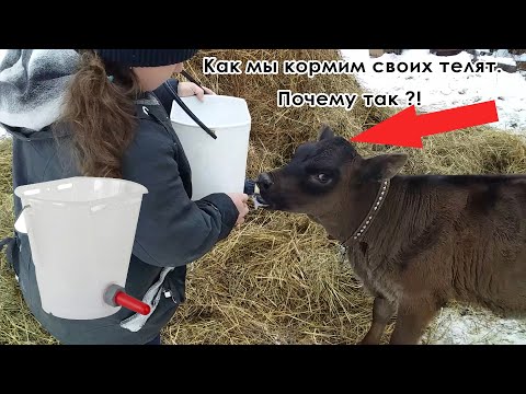 Видео: Как мы кормим телят.