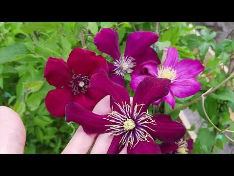 Видео: Подкормка. Обрезка. Подвязка растений. ВАЖНЫЕ ДЕЛА СЕРЕДИНЫ МАЯ. Розы, гортензии, клематисы.
