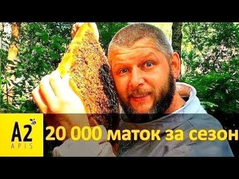 Видео: 20 000 маток за сезон: полезные тонкости от польского  матковода Томаша Радзивоновского (PL)