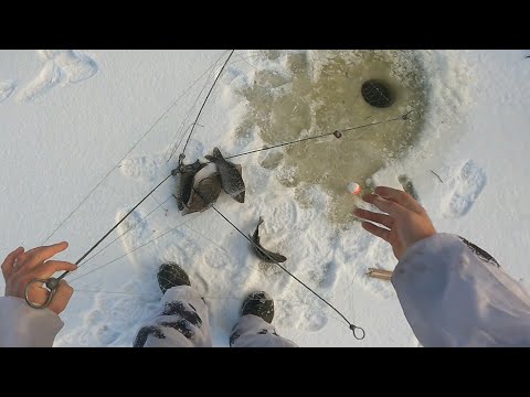 Видео: рыбалка на хапуги рекомендую посмотреть