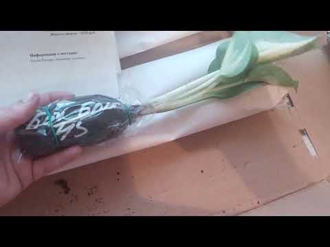 Видео: Хосты. Распаковка посылки Росток+Питерский питомник.