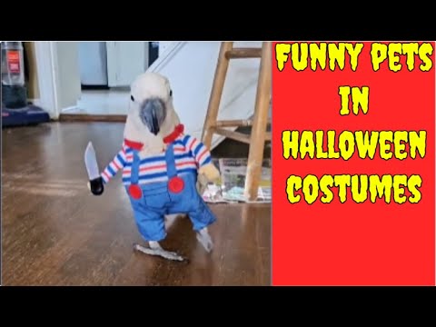 Видео: забавные питомцы в костюмах на Хэллоуин 👻🎃🧟