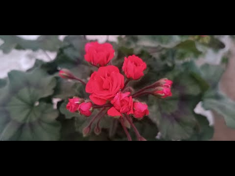 Видео: Обзор Пеларгонии Мои подкормки