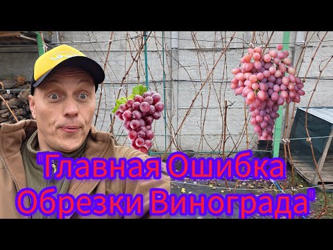 Видео: 💥 Не Делайте Так 😭 Типичная Ошибка Новичка При Обрезке Винограда‼️