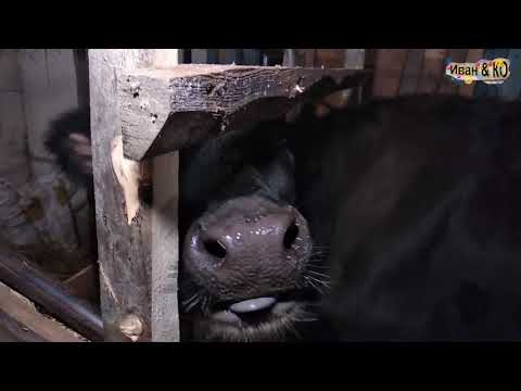 Видео: Антисрин. Делаем коров чистыми.