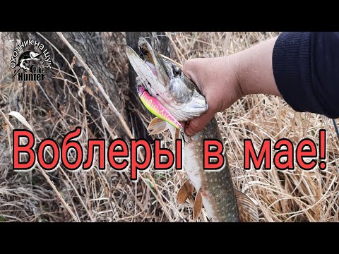 Видео: Ловля щуки на воблеры в мае! Береговая рыбалка на спиннинг!