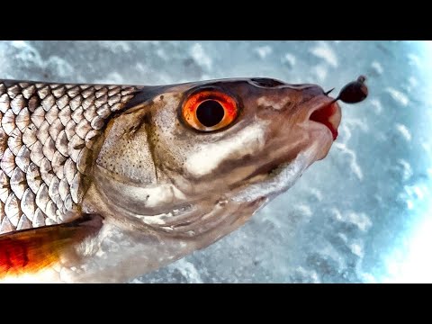 Видео: ЗИМНЯЯ РЫБАЛКА НА ЗАТОНЕ РЕКИ!!! ПЛОТВА, ГУТЕРА И УКЛЕЙКА СТОИТ ПОД ЛЬДОМ