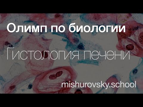 Видео: Микростроение печени | Олимпиадная биология
