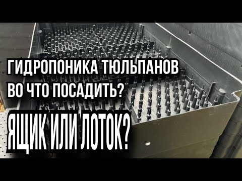 Видео: Гидропоника тюльпанов.Лоток или ящик?