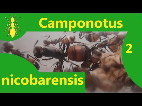 Видео: Camponotus nicobarensis 2 - Колония муравьев Camponotus, отчет о содержании