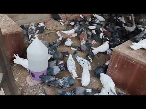 Видео: Голуби у Мами 