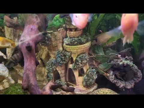 Видео: Мои аквариумы на 55, 250 и всего 400 литров от 30.10 2025. Рыбки перед вечерней трапезой. 