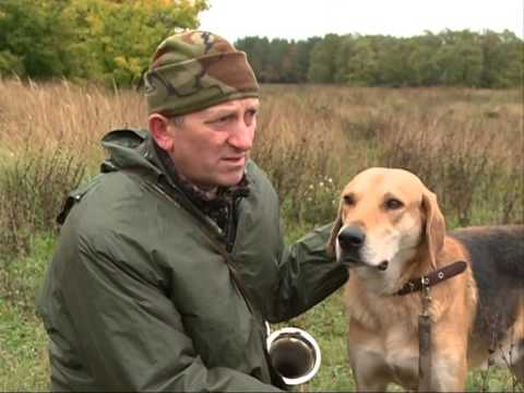 Видео: Рыбак рыбаку 324 "Охота на лис".