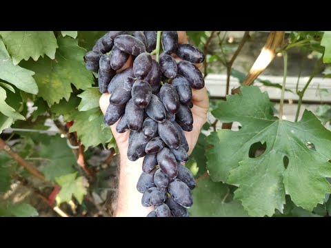 Видео: КИШМИШИ БЕЛО-РОЗОВЫЙ МУСКАТ И МУЛАТ! 🍇🍇🍇 WhatsApp и Viber +79528500417. Тел. +79054033245.