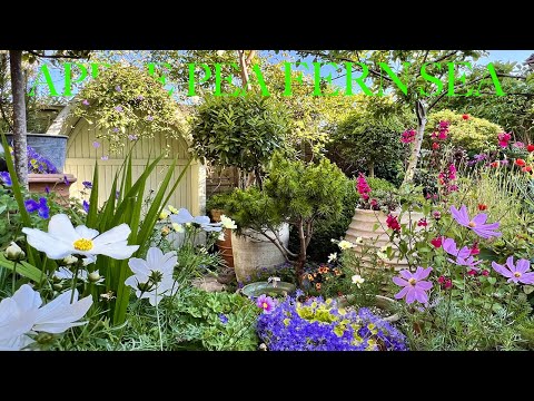 Видео: Экскурсия по небольшому саду с прекрасными идеями для летних цветов и креативными контейнерами дл...