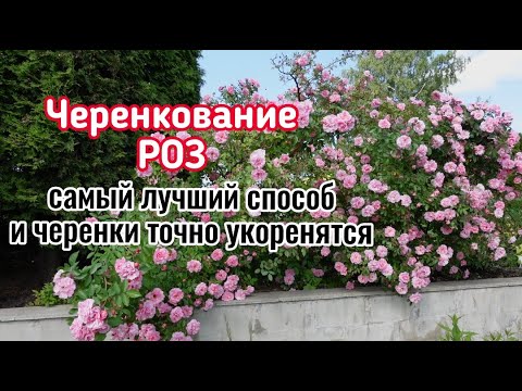 Видео: этот СПОСОБ черенкования ДАЁТ всегда ОТЛИЧНЫЙ РЕЗУЛЬТАТ. Метод черенкования на все случаи жизни.