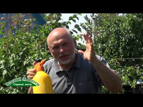 Видео: Внекорневые подкормки