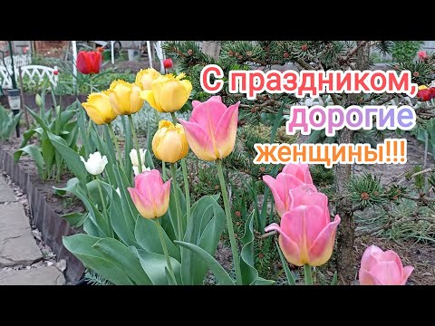 Видео: Праздничный выпуск! Мои сортовые тюльпаны!