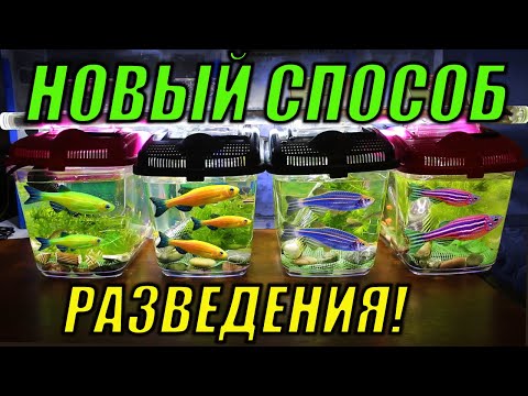 Видео: Новый способ разведения данио!!!