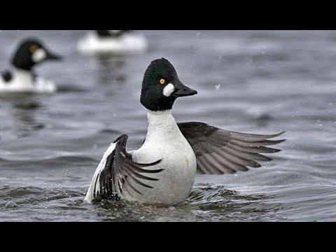 Видео: Охота на северную утку по первому снегу.