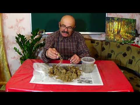 Видео: Как вырастить дерево грецкого ореха из ореха!