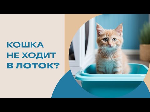 Видео: Почему кошка не хочет ходить в лоток? Кошка не ходит в лоток, решаем проблему