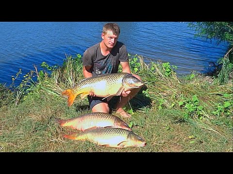 Видео: ОГРОМНЫЕ МОНСТРЫ НА ЗАКИДУШКИ 42 кило!!  Рыбалка с ночевкой на закидушки. Ловля сазана на жмых.