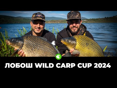 Видео: ШАРАНДЖИЙСКО СЪСТЕЗАНИЕ LOBOSH WILD CARP CUP 2024