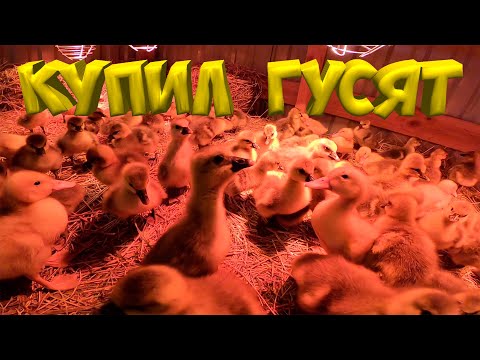 Видео: Пополнение  гусятами  и утятами !  [Жизнь в деревне]