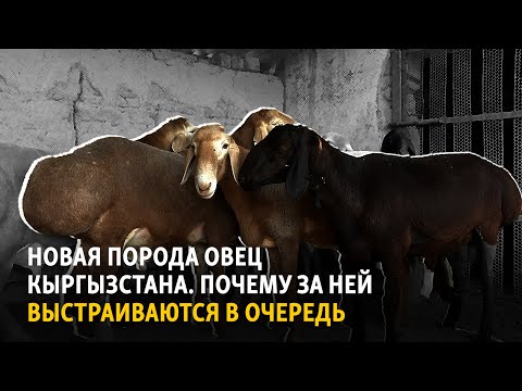 Видео: Новая порода овец Кыргызстана. Почему за ней выстраиваются в очередь