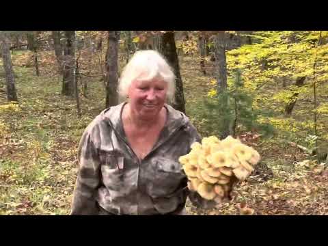 Видео: Осенний сбор грибов