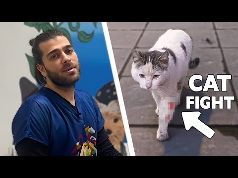 Видео: Спасение раненого кота! (Сильно укушенный кот)