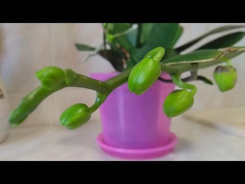 Видео: РАЗМЕШАЙ орхидеи УДОБРЕНИЯ ИЗ ЗОЛЫ! орхидеи ПОЛИВАТЬ ЗОЛОЙ? орхидеи ЛЮБЯТ золу удобрения ЗА КОПЕЙКИ!