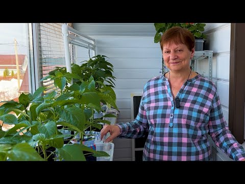 Видео: Наращиваем КОРНИ у РАССАДЫ. Что влияет на рост корней.