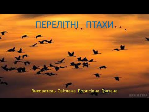 Видео: ПЕРЕЛІТНІ ПТАХИ.