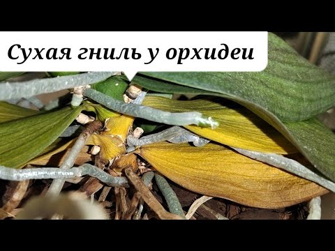 Видео: ЛИСТЬЯ стремительно желтеют, КОРНИ моментально сохнут. Сухая гниль у орхидеи. Причины и Лечение
