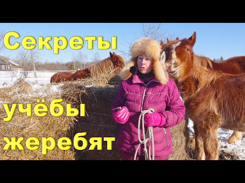 Видео: Секретики оповоживания молодых лошадей, принципы, детали. Троя