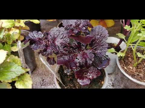 Видео: Колеусы 2021.  ОБЗОР!!!