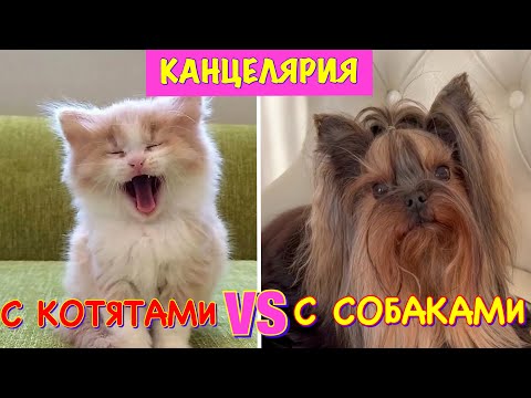 Видео: Самая МИЛАЯ АНТИСТРЕСС КАНЦЕЛЯРИЯ с КОТЯТАМИ и СОБАКАМИ 😻 Скоро в ШКОЛУ 2022