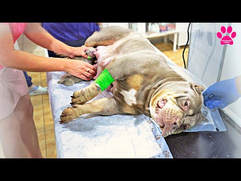 Видео: Собака родила и все удивились количеству щенков! Никто не могу подумать, что щенков будет столько...