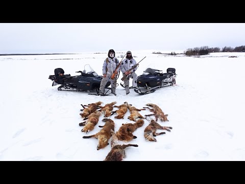 Видео: Охота на снегоходе. Нежелательный вид. Охота на лису. Снегоход Arctic cat. Ружье МЦ 20-01