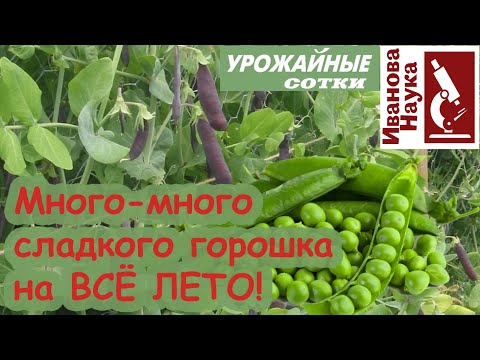 Видео: ВСЕ СЕКРЕТЫ СЛАДКОГО ЗЕЛЕНОГО ГОРОШКА! Как выращивать горох конвейерным методом.