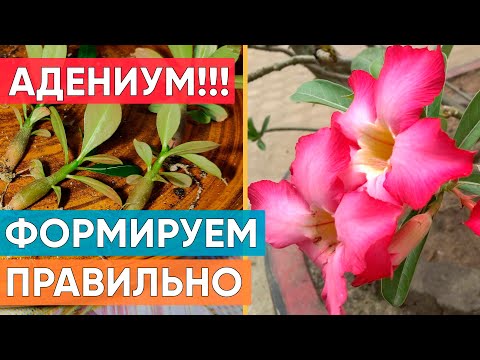 Видео: Первое формирование и пересадка Адениумов