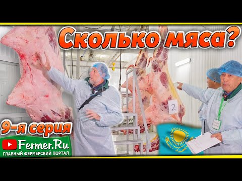 Видео: 290 килограмм мяса степного выпаса. Туши верблюдов. Горб, мясо, жир, сердце, печень, язык верблюдов