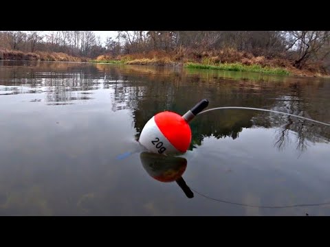 Видео: ВЫХОД КРУПНЯКА В НОВЫХ МЕСТАХ!!РЫБАЛКА НА ПОПЛАВОК 2025,Рыбалка на живца в ноябре 