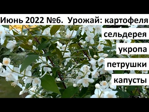 Видео: Июнь 2022 серия №6. Урожай в июне и уход за растениями.