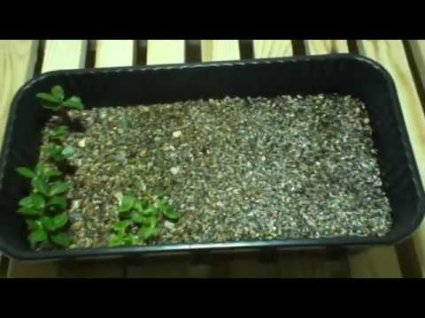 Видео: динамика посева 25 февраля.